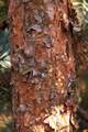 Pinus sylvestris Fastigiata IMG_8432 Sosna pospolita
